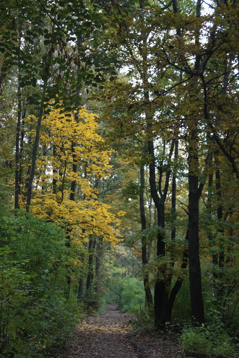 A narrow path beneath autumn trees